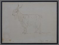 Hackert, Jakob Philipp: stehende Ziege, 1788