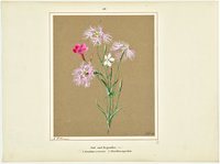 Feld- und Bergnelken, 1. Dianthus armerius, 2. Dianthus superbus
