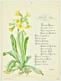 Schlüsselblume als Illustration zu dem Gedicht: Primula veris