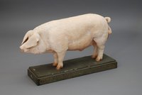 Schweine-Modell der Firma Somso