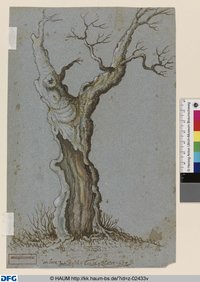 Studie eines kahlen Baumes mit hohlem Stamm