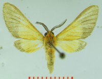 Anapisa aurantiaca