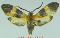 Correbidia apicalis