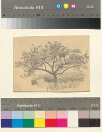 Apfelbaum, Skizze