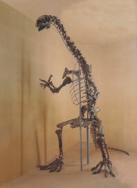 Plateosaurus quenstedti v. Huene