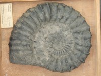 Ammonit Peltomorphites