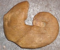 Ammonit Scaphites