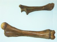 Steppenmammut (Arm)