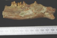 Unterkiefer des Urraubtieres Hyaenodon