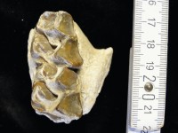 Kieferbruchstück des Pferdeverwandten Palaeotherium