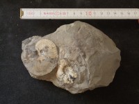 Ammonit Platylenticeras