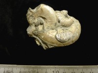 Ammonit Leioceras