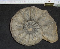 "Ammonit" Ceratites nodosus